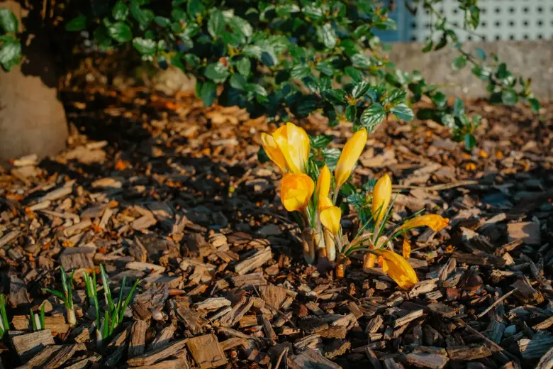 Example placeholder, not E&P's work: fresh mulch around spring flowers